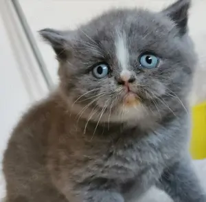 Wir haben BKH BLH Kitten in liebevolle Hände abzugeben 