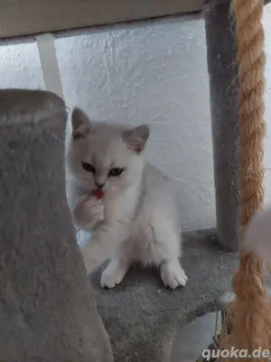 Britisch Kurzhaare Kitten