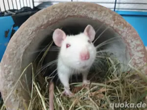 Ratten jungratten Rattenwelpen Rattenweibchen männchen