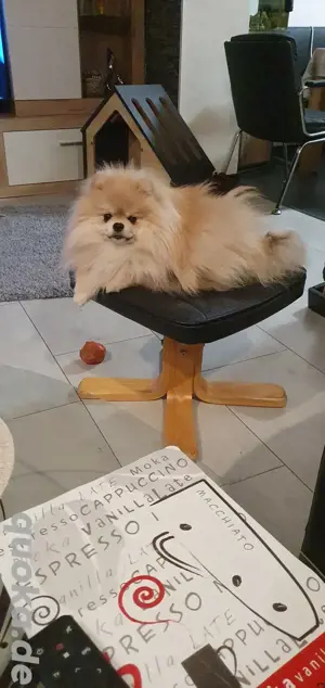 pomeranian zwergspitz 