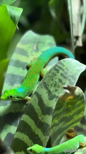 Phelsuma Pasteuri Taggecko