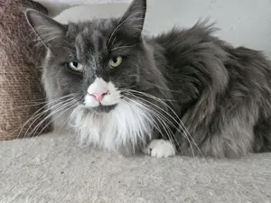 Maine coon Kater