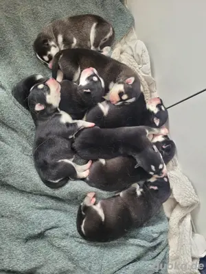 Sibirische Husky Welpen