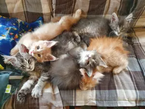 Maine coon in blue classik und rot Creme silver