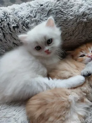 perser bhl kitten mit nase katzenbaby 