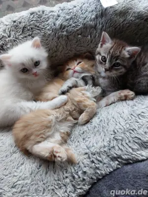blh perser kitten