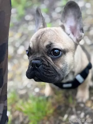 French bulldog Welpen 