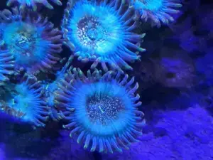 Billy Club Zoanthus (Zoa) Korallen - Ableger