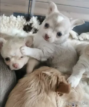Chihuahua-Welpe 
