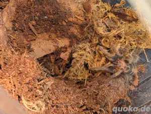 Vogelspinne Davus pentaloris 
