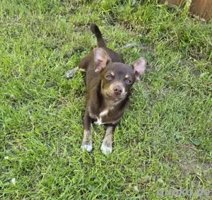 Chihuahua Mischlingswelpe 