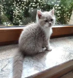 Zuckersüßer BKH Kitten Kater Wunderschöne Britisch Kurzhaar Lilac-White Kätzchen