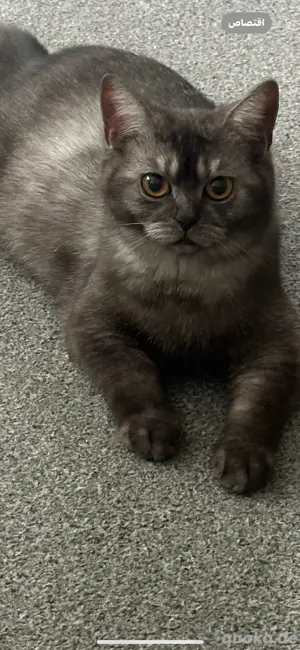 Britische Katze Bild 5