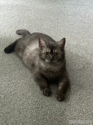 Britische Katze Bild 4