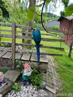 Im Auftrag Ara Papagei 1 jahr alt 