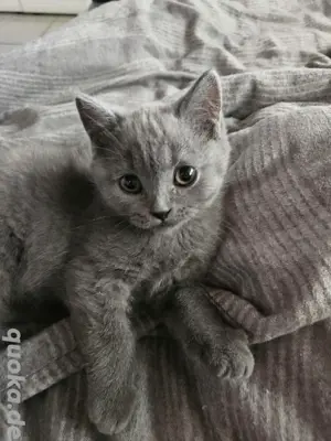 bkh Kitten  BKH 12 Wochen Abgabereit 