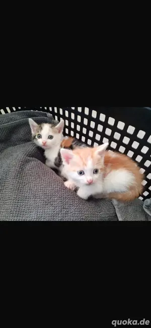 Süße Baby Kätzchen suchen ein neues Zuhause 