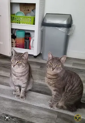Kain und Abel suchen neues Zuhause 