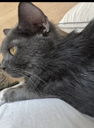 Bkh Katze reinrassig