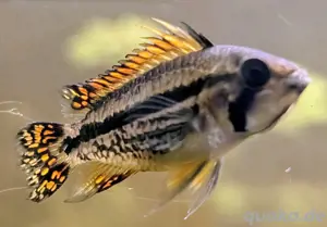 Apistogramma cacatuoides orange 