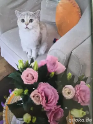 wunschöne bkh Katze mit blaue Augen 