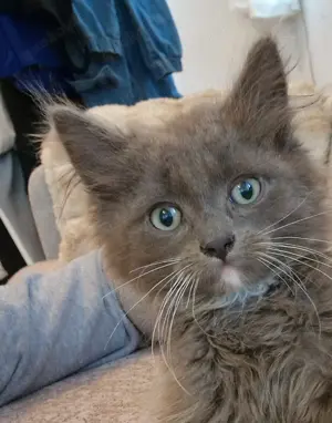 Mischlinge kitten mix kitten Katzen babys Maine coon Heilige Birma