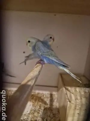 2 nestjunge Wellensittiche 