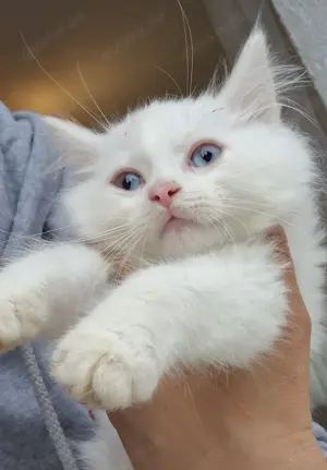 Britisch langhaar kurzhaar heilige Birma Babykatzen 