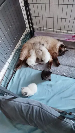 Ragdoll Babykatzen Kitten Rassekatzen für Allergiker geeignet Bild 2