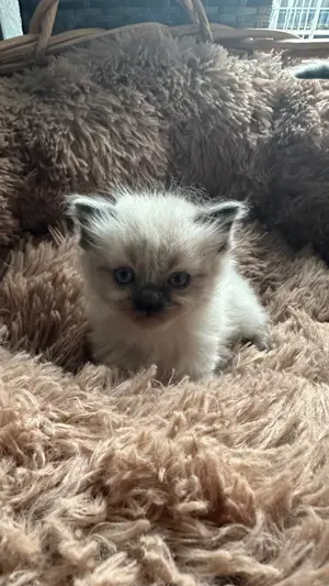 Ragdoll Babykatzen Kitten Rassekatzen für Allergiker geeignet Bild 6