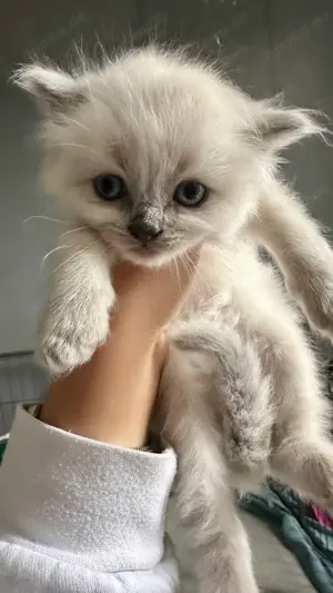 Ragdoll Babykatzen Kitten Rassekatzen für Allergiker geeignet Bild 5