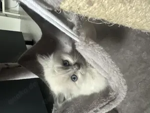 Ragdoll Babykatzen Kitten Rassekatzen für Allergiker geeignet Bild 3