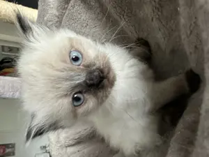 Ragdoll Babykatzen Kitten Rassekatzen für Allergiker geeignet Bild 8
