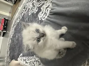 Ragdoll Babykatzen Kitten Rassekatzen für Allergiker geeignet Bild 7