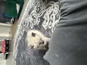 Ragdoll Babykatzen Kitten Rassekatzen für Allergiker geeignet Bild 4