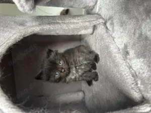 Ragdoll Babykatzen Kitten Rassekatzen für Allergiker geeignet Bild 9