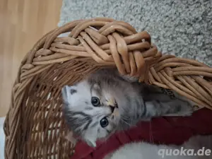 BKH Katzenbaby 