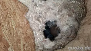 Europäische Eichhörnchen  Bild 1