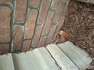 Europäische Eichhörnchen  Bild 3