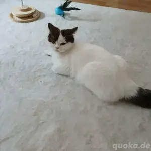 Wunderschöne Katze zu verkaufen 