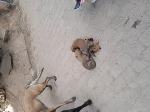 Malinois Welpen 