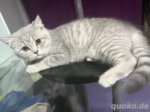 Reinrassige BKH-Kitten