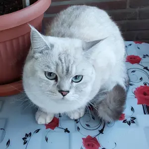 BKH deckkater 