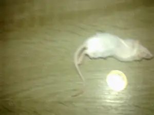 Maus Mäuse groß gefroren 25 Stück