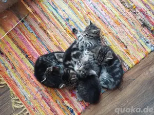Süße Katzenbabys suchen zum Ende Juni ihr neues Zuhause