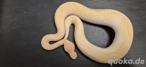 pastel champange clown 1.0 
