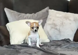 hübsche Chihuahua Welpen