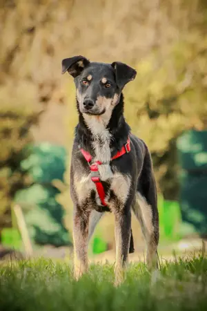 DOROTHY *geb. 09 2024 -  kleine Seele ist bereit für ihr eigenes Körbchen