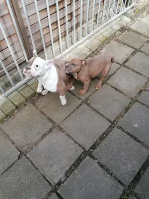 Old English Bulldog