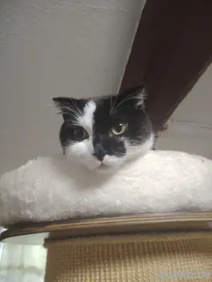 Kater zu Hause BKH 